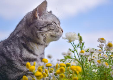 猫咪为什么老舔假花草的东西