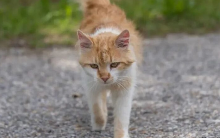 猫咪为什么不跟着人走