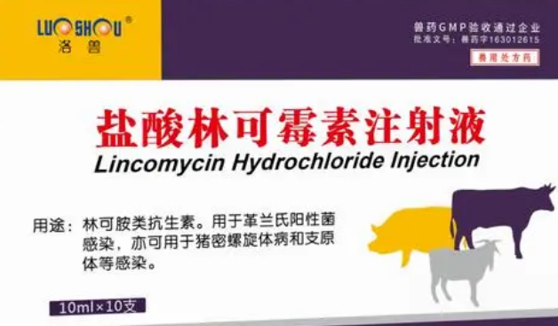 盐酸林可霉素注射作用兽用说明书兽用