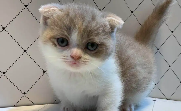 短毛拿破仑猫多少钱