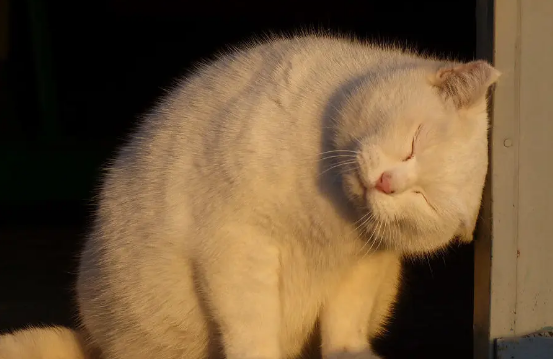 猫咪自己在家乱拉屎为什么
