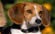 英国猎狐犬呕吐怎么回事?一文告诉你!