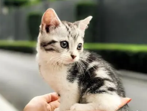 猫咪长不大是怎么回事