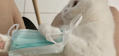猫咪咬口罩绳子为什么呢