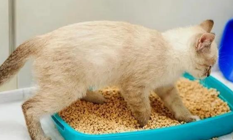 猫为什么怕臭味 猫为什么怕臭味