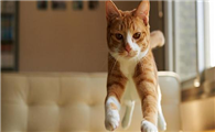 猫咪不能减速吗为什么呢