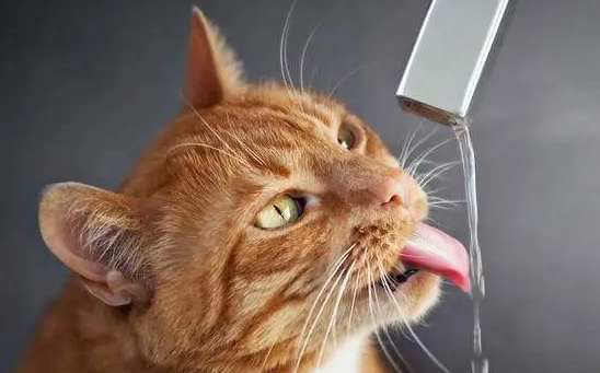 猫咪生气可以喝水缓解吗为什么