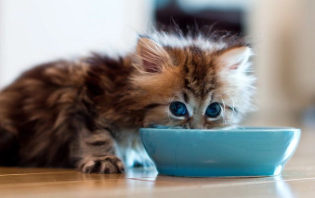 猫咪为什么离家出行不叫