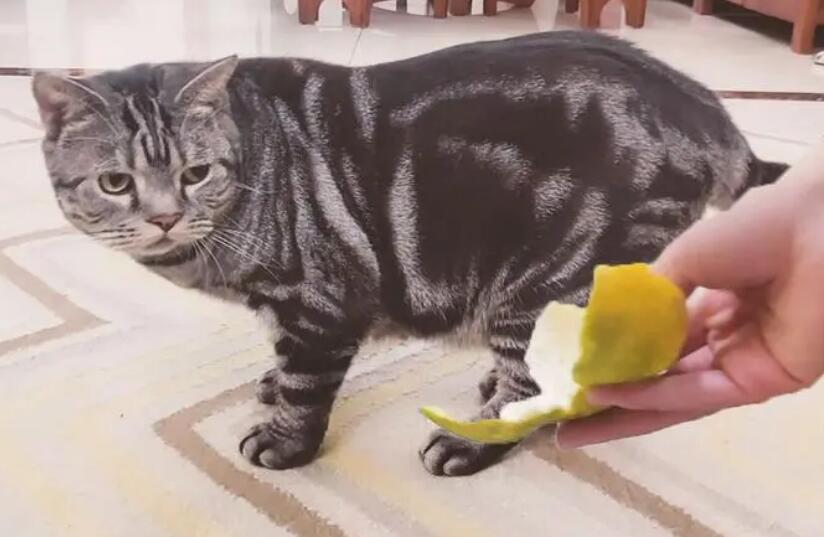 猫为什么特别讨厌橘子味 猫为什么特别讨厌橘子味