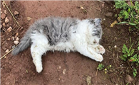 为什么晚上猫咪死的多了呢