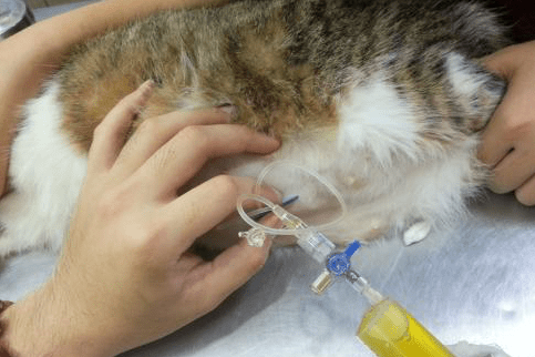 猫咪内脏破了有什么症状