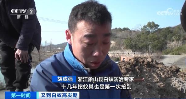 浙江一大坝挖出超百万只白蚁，三只蚁后已生长十几年