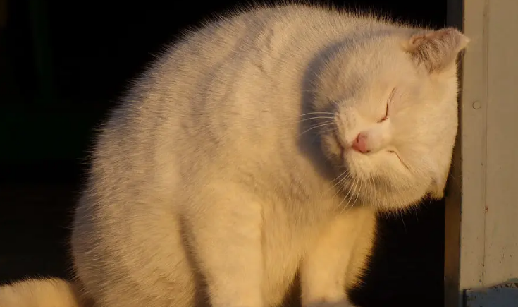 猫咪为什么会变得老实活泼呢 猫咪为什么会变得老实活泼呢