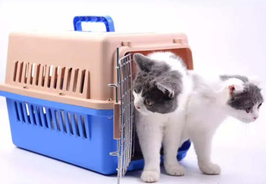 猫咪怎么托运到别的城市 猫咪怎么托运到别的城市