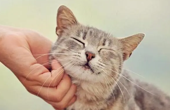 猫咪为什么会发出咕噜咕噜的声音