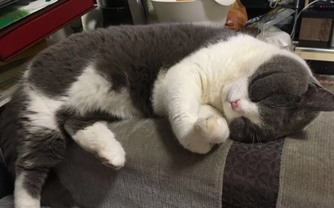 猫咪为什么跑到床下睡觉呢 猫咪为什么跑到床下睡觉呢