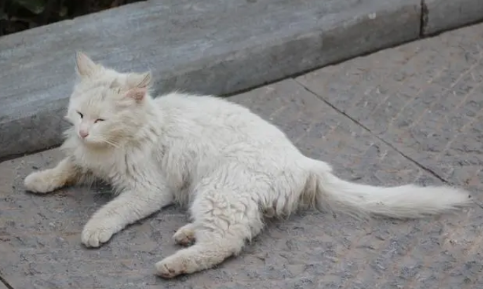 猫咪喜欢靠墙瘫坐为什么呢