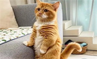 猫咪为什么突然站起来