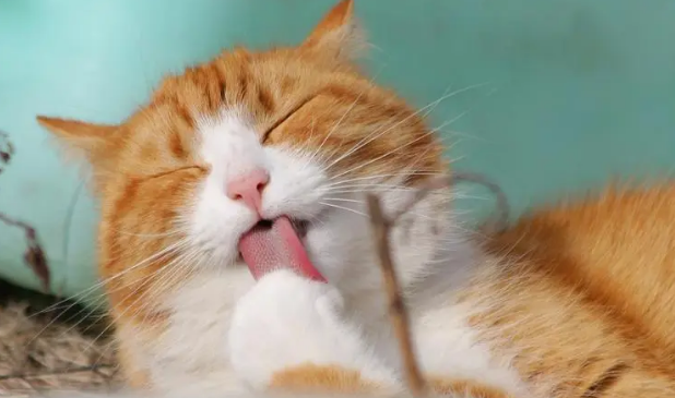 猫咪为什么喜欢踩奶是什么原因
