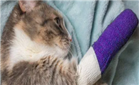 猫咪为什么要咬玩具腿呢