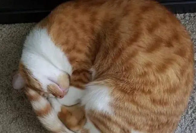 猫咪蜷缩着是什么原因 猫咪蜷缩着是什么原因