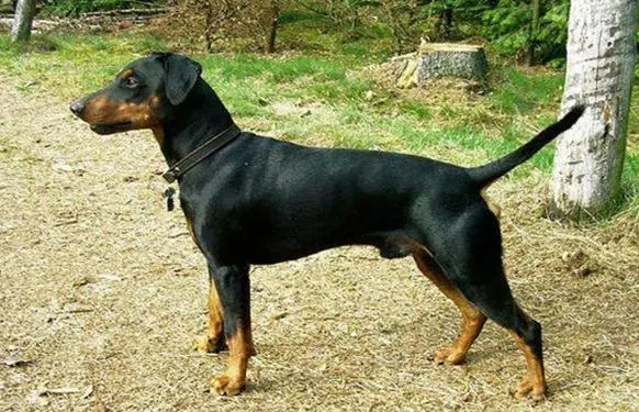 一文告诉你，黑褐猎浣熊犬怎么美容？
