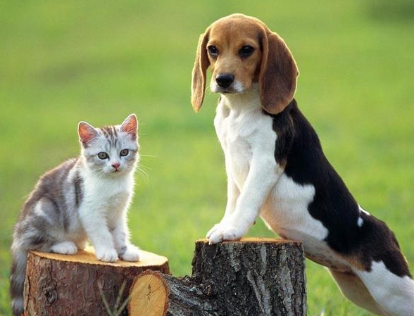 养小狗还是养小猫 养小狗还是养小猫