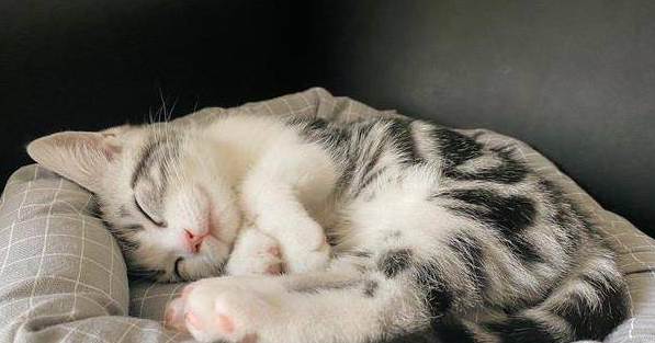 猫咪睡着脚发抖是为什么呢