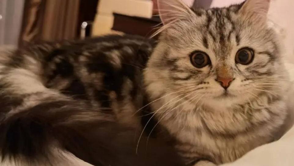 返祖猫的缺点，一起来看看吧！