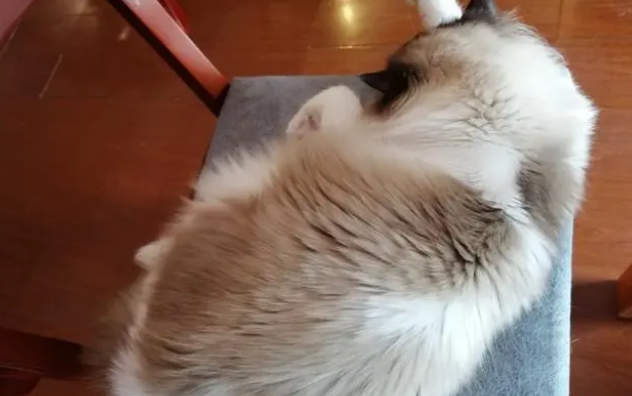 猫可以吃老鼠幼崽吗