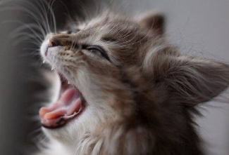 猫神经受损会自愈吗