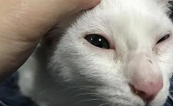 为什么猫咪眼睛周围一直红