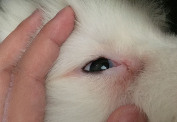 萨摩耶犬有眼屎怎么办，应如何解决？