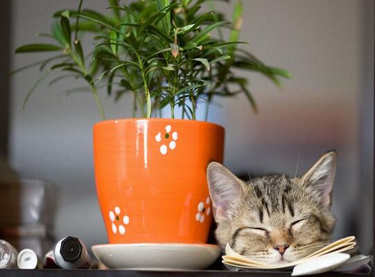 什么花对猫咪无毒家里可以放