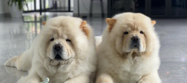 松狮犬的特点有哪些？你了解多少？