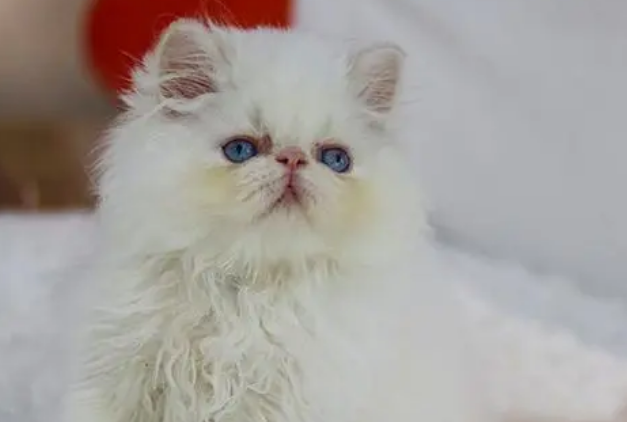 喜马拉雅猫遗传疾病有哪些?不妨来看看吧 喜马拉雅猫遗传疾病有哪些?不妨来看看吧