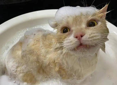 猫咪喜欢洗澡是怎么回事