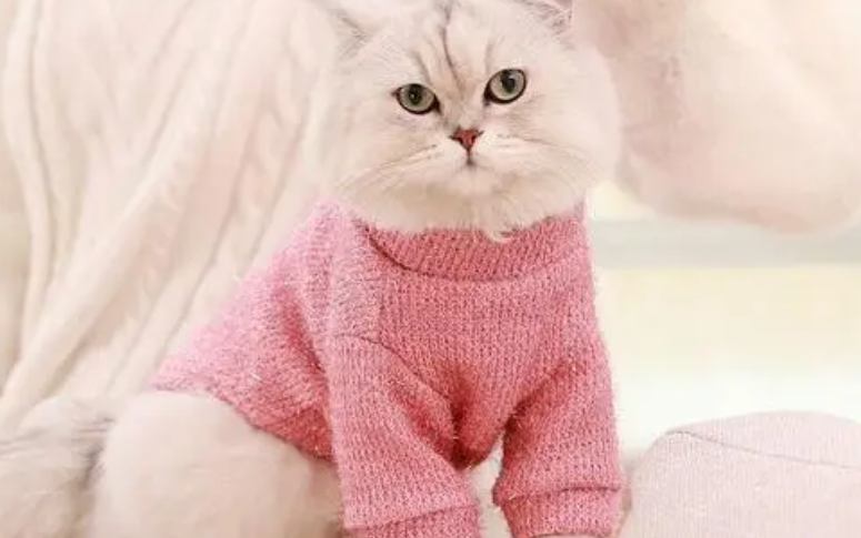 为什么要给猫咪穿毛衣 为什么要给猫咪穿毛衣