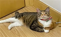 猫咪为什么躺着不走了怎么回事