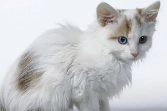 土耳其梵猫乳腺肿瘤如何治?你知道吗? 土耳其梵猫乳腺肿瘤如何治?你知道吗?