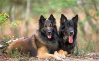 比利时特伏丹犬蛔虫病怎么治？犬主必读