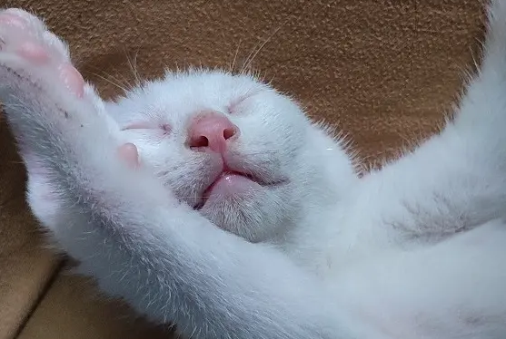 猫咪为什么突然晕厥抽搐呢 猫咪为什么突然晕厥抽搐呢