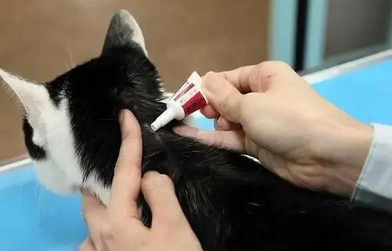 宠物店猫咪驱虫要多少钱