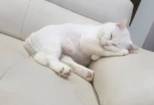 猫咪为什么靠沙发睡觉呢 猫咪为什么靠沙发睡觉呢