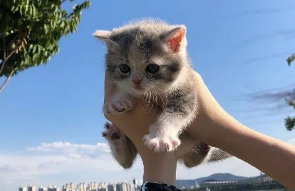 为什么猫怕举高