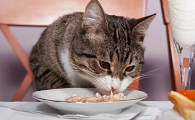 猫咪为什么吃饭多了