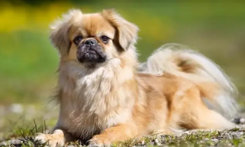 西藏猎犬乱吠叫怎么办?解决小建议 西藏猎犬乱吠叫怎么办?解决小建议