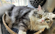 返祖长毛猫好吗 不值钱吗
