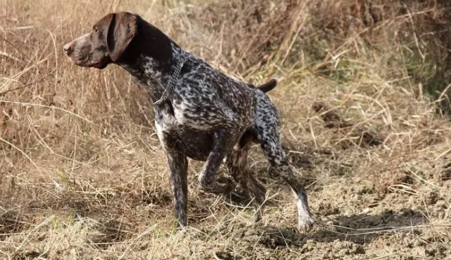 波音达猎犬卧倒怎么训练？看这～