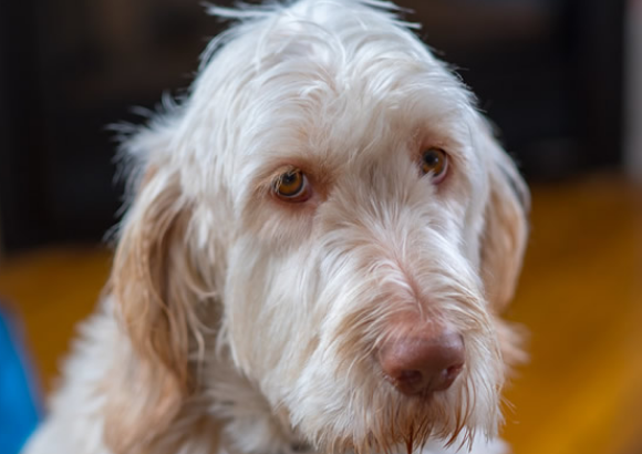 史毕诺犬产前征兆有哪些？狗狗会有哪些特征？
